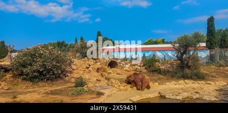 Majestätischer Bär, der frei im Zoo von Attica, Athen, Griechenland, herumstreift, ein Symbol der Wildnis inmitten der Urbanität. Stockfoto