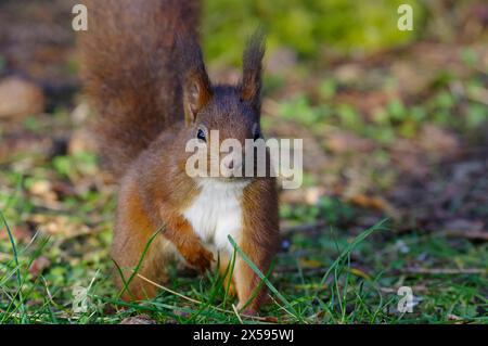 Red Eichhörnchen, Sciurus Vulgaris, Newborough, Anglesey, Nordwales, Vereinigtes Königreich. Stockfoto