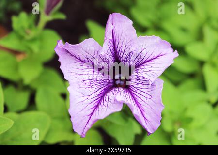 Nahaufnahme der erstaunlichen Grandiflora Daddy Blue Petunie unter grünem Laub Stockfoto