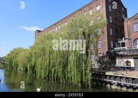 Trauerweide, Salix x supulcralis, St. James Mill, River Wensum, Norwich, Norfolk, England, Großbritannien Stockfoto