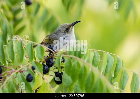 Brauner Honeyeater – Lichmera indistincta auf einem Curry-Busch in Bickley, Perth Hill, Western Australia. Stockfoto