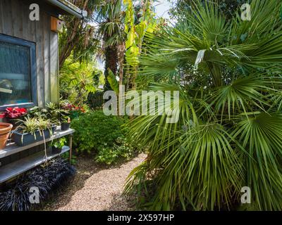 Frühlingsgartenszene in einem exotischen Garten in Plymouth, Großbritannien, mit harten Palmen, Bananen und aufgehängten Acer palmatum dissectum Stockfoto