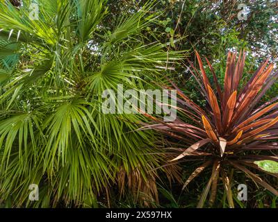 Kontrast zwischen den Blättern in einem exotischen Garten mit europäischen Fächerpalmen, Chamaerops Humilis und Cordyline „Roter Stern“ Stockfoto