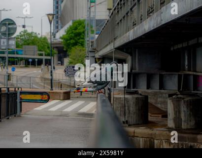 Eine Taube sitzt auf einem Geländer in der Stadt Stockfoto