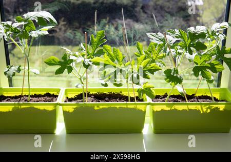 Vor dem Anbau junger Wassermelonen Citrullus lanatus Pflanzen aus Samen im Blumentopf zu Hause auf Fensterbank, bevor sie draußen Pflanzen. Sonniger Frühlingstag. Stockfoto