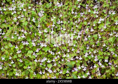 Cymbalaria muralis - Efeublättrige toadflax Stockfoto