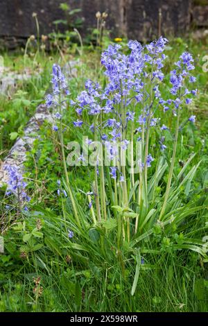 Hyacinthoides hispanica - Spanische Blauglocke Stockfoto