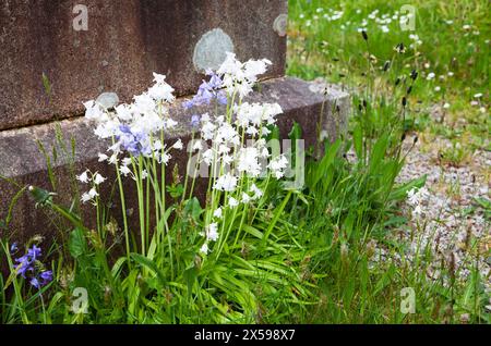 Hyacinthoides hispanica - Spanische Blauell-weiße Variante. Stockfoto