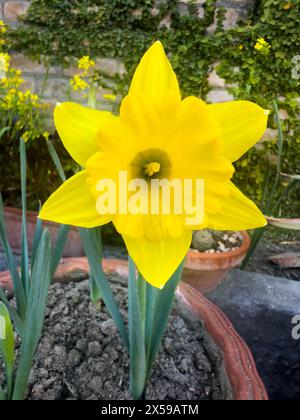 Narzissen niederländischer Meister gelbe Trompete blüht im Frühjahr Stockfoto