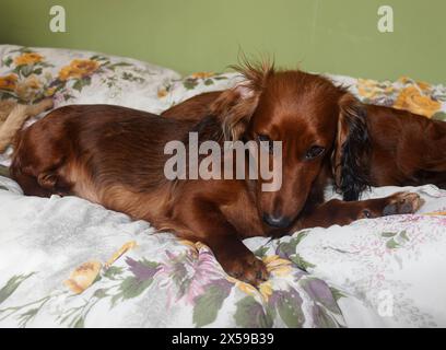 Dackel im Bett, Dackel im Zuhause, Hund posiert vor der Kamera, roter Dackel Stockfoto