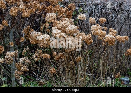 Sträucher von trockenen Bäumen und Paniculate Hortensien im Winter, Nahaufnahme von trockenen braunen Blütenblättern einer Hortensienblüte Stockfoto