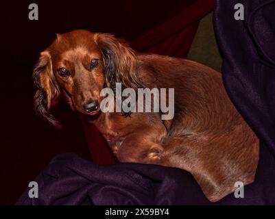 Jagdhund Dackel, Nahaufnahme Foto von Dackel, Dackel in einer Wohnwohnung, Lieblingstiere Stockfoto