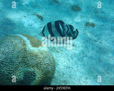 Unterwasserblick auf zwei gebänderte Butterflyfische (Chaetodon striatus) in der Nähe symmetrischer Hirnkorallen, Bonaire, Karibik Niederlande Stockfoto