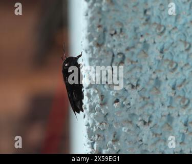 Violette Zimmerbiene (Xylocopa violacea) an der Hauswand auf der Suche nach geeigneten Nistplätzen (Breisach, Deutschland) Stockfoto