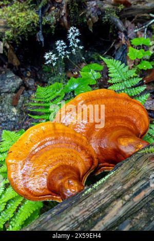 Ganoderma-Arten von polyporen Pilzen (Reishi), die auf Baumrinde wachsen - Pisgah National Forest, Brevard, North Carolina, USA Stockfoto