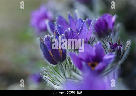 Pulsatilla vulgaris, der Pasqueflower, ist eine Art Blütenpflanze, die zur Familie der Butterblumen (Ranunculaceae) gehört. Stockfoto