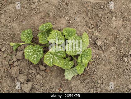 Blick von oben auf eine wachsende wunderschöne Butternusskürbis Pflanze mit grünen Blättern mit weißen Streifen im Gemüsegarten Stockfoto
