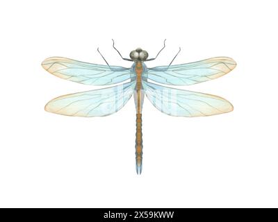 Blau-orange Libelle. Sommerfliegerinsekte. Damselfly im Jugendstil. Oberseite, Makroansicht. Aquarellabbildung. Für Hochzeitseinladungen Stockfoto