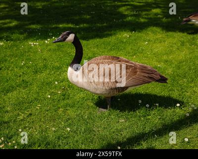 Eine Familie von Kanadiengänsen, die Gras in Frankfurt am Main weidet, am Ufer des Frankfurter Flusses, im Frühling Stockfoto