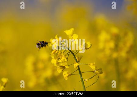 Dunkle Hummel auf dem Rapsfeld bei der Pollensuche (Bombus terrestris) Stockfoto