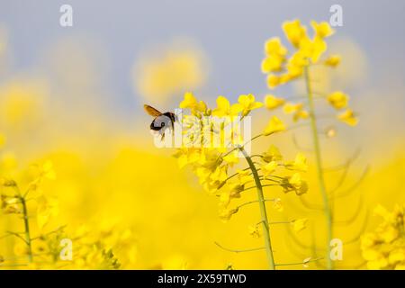 Dunkle Hummel auf dem Rapsfeld bei der Pollensuche (Bombus terrestris) Stockfoto