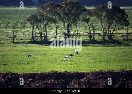 Störche (Ciconia ciconia), die während der Frühjahrswanderung auf grünem Gras ruhen. Ornithologie. Vogel, Tierideenkonzept. Natur. Keine Menschen, niemand. Stockfoto