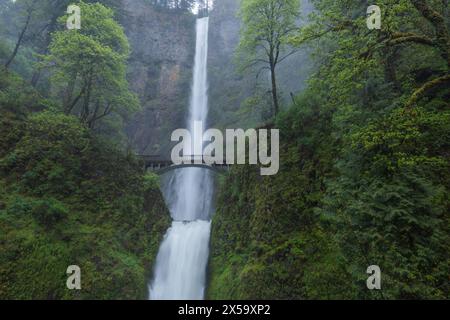 Üppige Frühjahrslandschaft am Multnomah Falls Wasserfall, Columbia River Gorge, Oregon Stockfoto