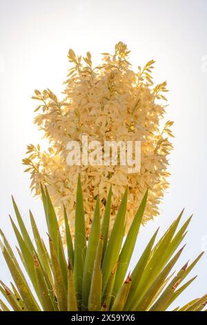 Natürliches, halbnahes blühendes Pflanzenporträt von Yucca Torreyi, einem riesigen Dolch, vor einem klaren blauen Himmel in Arizona im Frühling. Verführerisch, Erstaunlich, Stockfoto