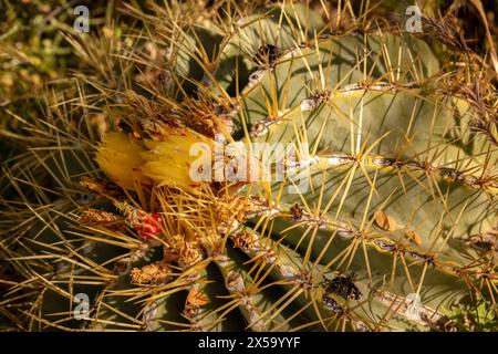 Natürliches Nahaufnahme blühendes Pflanzenporträt von Ferocactus Glaucescens, Glaukkaktus, in der schönen Frühlingssonne von Arizona. Verführerisch, Erstaunlich, Stockfoto