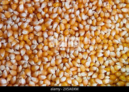 STAPEL getrockneter Bio-MAISKÖRNER oder Mais ZUM VERKAUF AUF Einem ARGENTINISCHEN MARKT Stockfoto