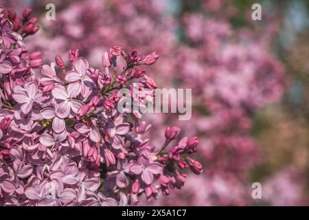Nahaufnahme von blühenden Fliedern mit Kopierraum mit Bokeh Stockfoto