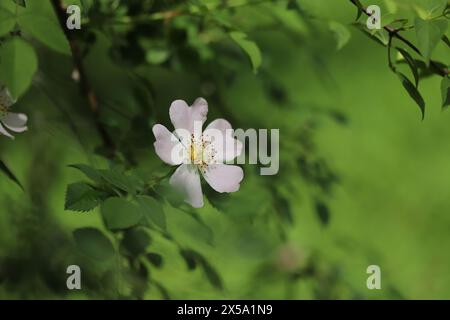 Blume der Hundsrose (Rosa Canina) Stockfoto