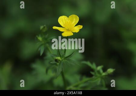 Knollenblume (Ranunkulus bulbosus) Stockfoto