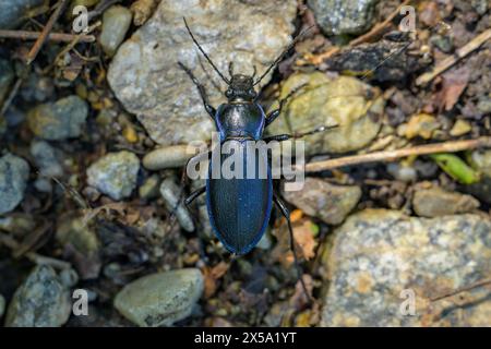 Ein großer Bodenkäfer (Carabus scheidleri), der auf dem Boden in einem Wald in Österreich spaziert Stockfoto