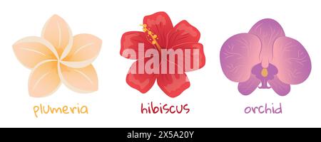 Tropische Blumen. Hibiskus, Plumeria und Orchideen-Illustration. Realistisches botanisches handgezeichnetes Gemälde isoliert auf weißem Hintergrund. Cartoon des Stock Vektor