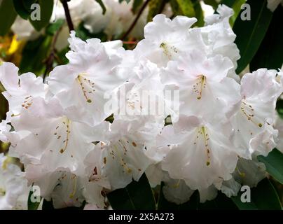 Nahaufnahme der weiß-rosa Blüten einer immergrünen Gartenpflanze einer Rhododendron-Loderi-Gruppe. Stockfoto