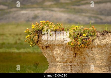 Badlands Bluff mit gelben Kaktusblüten Stockfoto