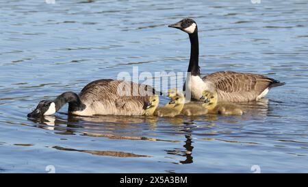 Kanadische Gänsefamilie (Branta canadensis) schwimmt im Frühling auf dem See Stockfoto