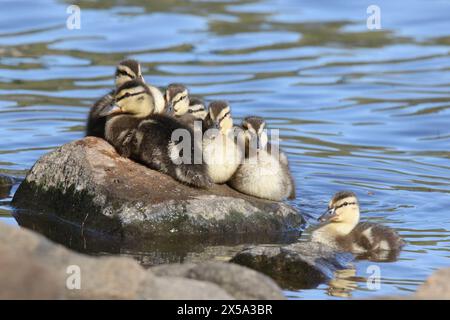 Gruppe junger Stockenten Ranas platyrhynchos, die auf einem Felsen fressen Stockfoto