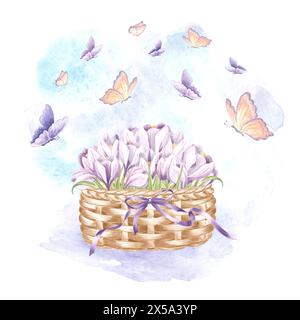Krokusviolett im Korb mit Bogen und fliegenden Schmetterlingen. Aquarellillustration im Frühling. Isoliertes handgezeichnetes Safranstrauß. Vintage-Zeichnung Stockfoto