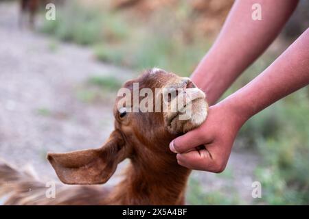 Das Bild Eines Mannes überprüft die Zähne Einer Ziege, um ihr Alter auf Einem Viehmarkt vor dem muslimischen fest von Eid Al-Adha zu bestimmen Stockfoto