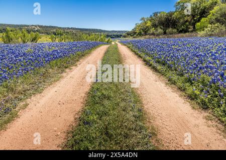 Feldweg durch Wiesen voller blauer Hauben Stockfoto