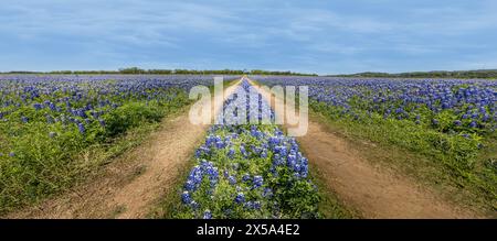 Panoramablick über eine Wiese mit blauen Hauben und eine unbefestigte Straße durch die Wildblumen Stockfoto