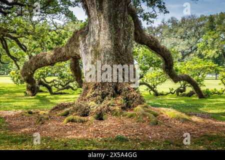 Alte lebende Eiche, bedeckt mit Moos in Louisiana Stockfoto