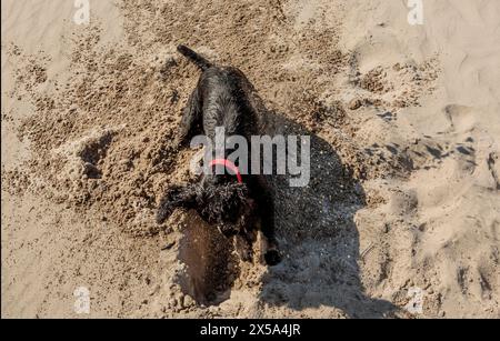 Schwarzer Cocker Spaniel mit rotem Kragen, der ein Loch am Strand gräbt Stockfoto