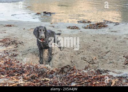 Schwarzer Spaniel gräbt im Sand an einem Strand mit rotem Kragen und bedeckt mit Sand Stockfoto