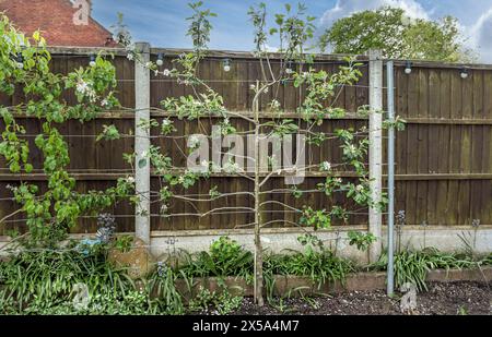 Spalier Apfelbaum mit Blüte gegen einen Zaun gebunden und an Drähte trainiert Stockfoto