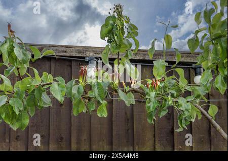Espalier Birnenbaum mit kleinen Birnen, die sich entlang der Drähte auf dem neuen Wachstum bilden Stockfoto