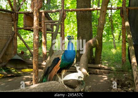 Ein farbenfroher Pfau saß auf einem Holzzaun in einer rustikalen Umgebung im Freien mit grünem Laub und einem weißen Pfauenbaum im Hintergrund Stockfoto