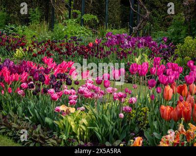 Atemberaubende Tulpensorten im Chenies Manor versunkenen Garten. Tulipa Mariette, Tulipa Vogue, Tulipa Black Held. Hellgrüne Hosta und Euphorbia. Stockfoto